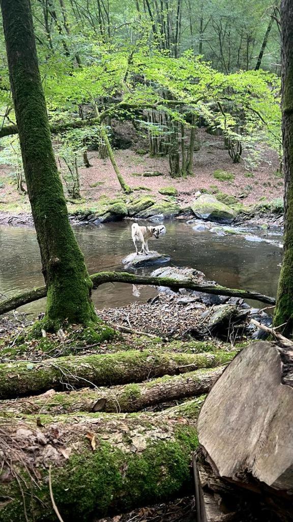 La Maison Attila En Ardennes Libin Exteriör bild